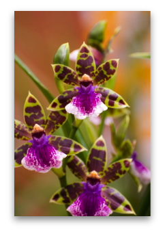 Affiche Orchidee