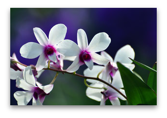 Dendrobium Polar Gem