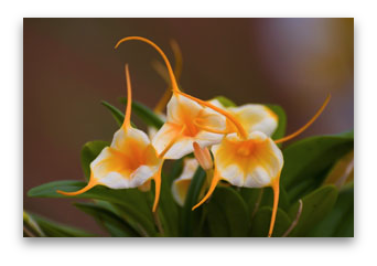 Masdevallia Confetti