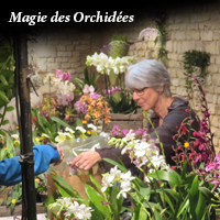 Magie des Orchidées