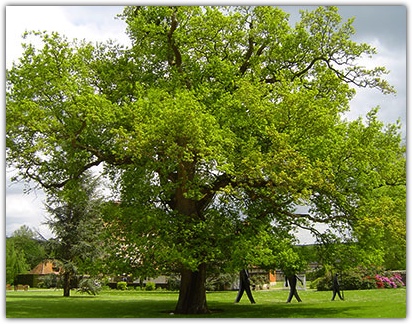 Jardins Château Vascoeuil Chene et les 3 hommes